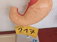 Lot 217 - didactisch materiaal - afbeelding 4 van  6