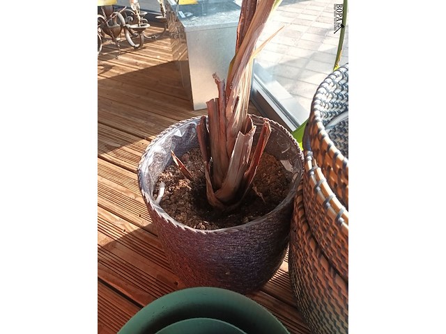 Lot 22 - bloempotten, cache-pots en plant. 7 stuks - afbeelding 2 van  3