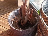 Lot 22 - bloempotten, cache-pots en plant. 7 stuks - afbeelding 2 van  3