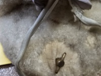 Lot 22 - zeldzame vintage mechanische babypop jaren 50 - afbeelding 4 van  4