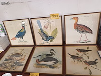 Lot 221 - kaders met vogels. 6 stuks - afbeelding 1 van  4