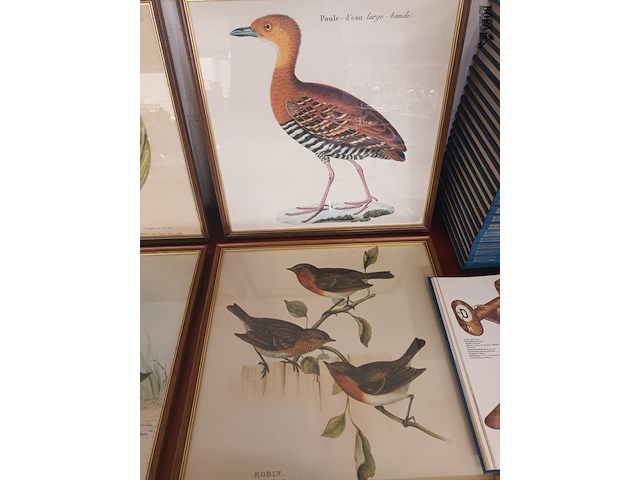 Lot 221 - kaders met vogels. 6 stuks - afbeelding 2 van  4