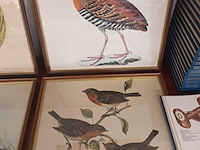 Lot 221 - kaders met vogels. 6 stuks - afbeelding 2 van  4