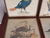 Lot 221 - kaders met vogels. 6 stuks - afbeelding 4 van  4