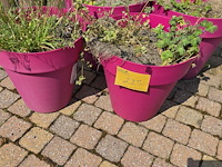 Lot 225 - roze bloempotten. 4 stuks - afbeelding 2 van  3