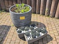Lot 226 - bloempotten. 3 stuks - afbeelding 1 van  3