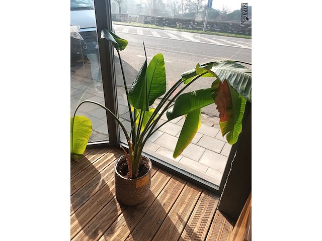 Lot 23 - kamerplant in pot - afbeelding 1 van  2