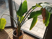 Lot 23 - kamerplant in pot