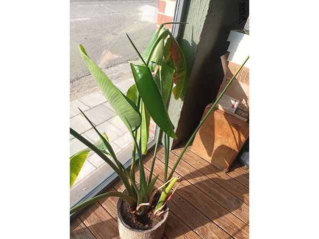 Lot 23 - kamerplant in pot - afbeelding 2 van  2