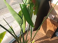 Lot 23 - kamerplant in pot - afbeelding 2 van  2