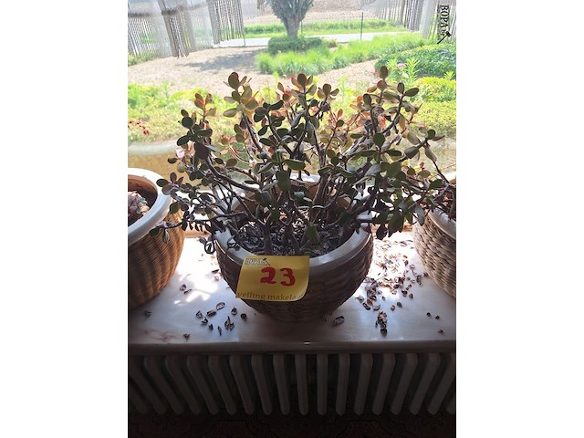 Lot 23 - kamerplanten. 3 stuks - afbeelding 1 van  4
