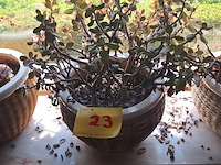 Lot 23 - kamerplanten. 3 stuks