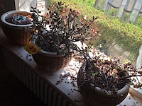 Lot 23 - kamerplanten. 3 stuks - afbeelding 4 van  4
