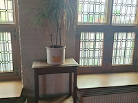 Lot 23 - plantentafel met kamerplant in pot
