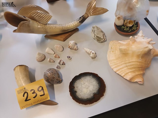 Lot 239 - naturalia - afbeelding 1 van  5