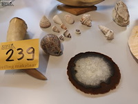Lot 239 - naturalia - afbeelding 2 van  5