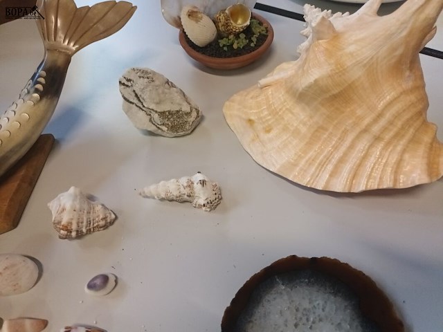 Lot 239 - naturalia - afbeelding 4 van  5