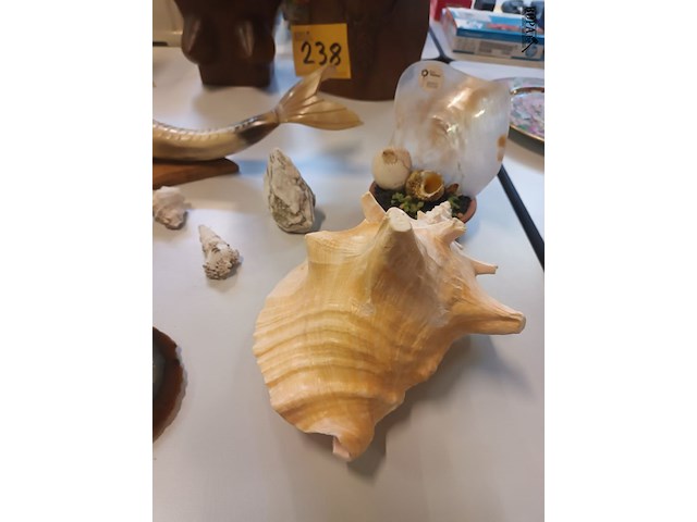 Lot 239 - naturalia - afbeelding 5 van  5