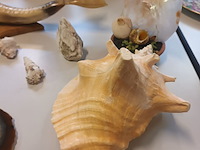 Lot 239 - naturalia - afbeelding 5 van  5