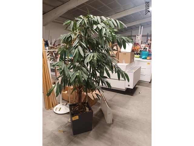 Lot 25 - bloembak met kamerplant - afbeelding 1 van  4