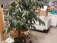Lot 25 - bloembak met kamerplant