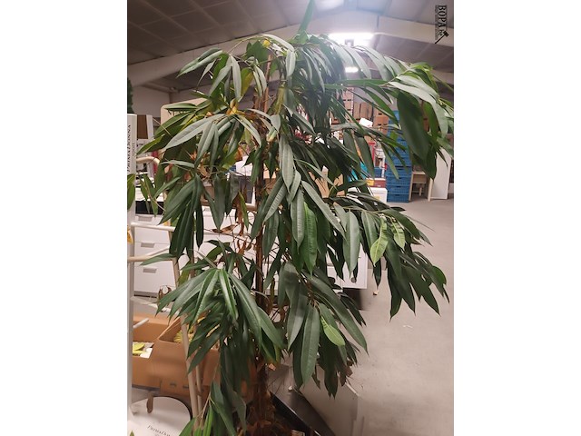 Lot 25 - bloembak met kamerplant - afbeelding 2 van  4