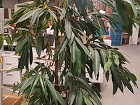 Lot 25 - bloembak met kamerplant - afbeelding 2 van  4