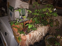 Lot 26 - bloembak en bloempotten - afbeelding 2 van  3