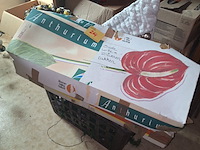 Lot 264 - lot seizoensdecoratie - afbeelding 1 van  2