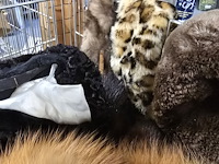 Lot 266 - groot lot bont mutsen, sjaals... - afbeelding 4 van  4