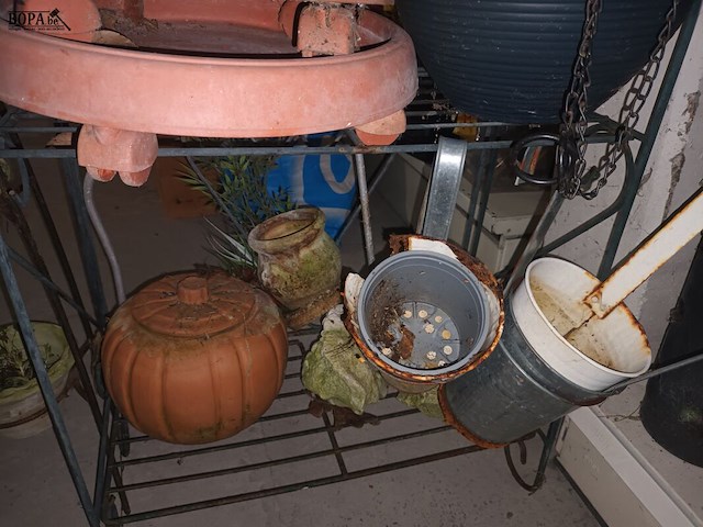 Lot 27 - plantenrekje met inhoud - afbeelding 3 van  3