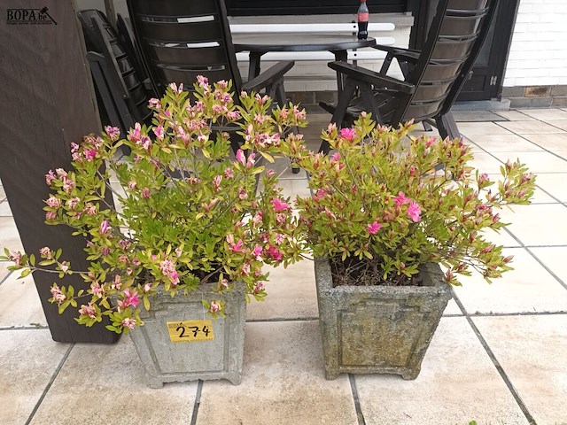Lot 274 - bloempotten met plant. 2 stuks - afbeelding 1 van  3