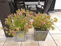 Lot 274 - bloempotten met plant. 2 stuks