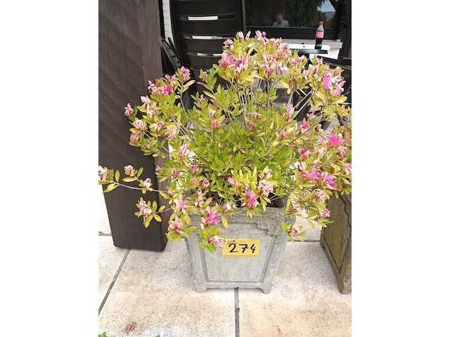 Lot 274 - bloempotten met plant. 2 stuks - afbeelding 2 van  3