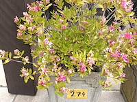 Lot 274 - bloempotten met plant. 2 stuks - afbeelding 2 van  3