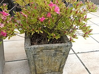 Lot 274 - bloempotten met plant. 2 stuks - afbeelding 3 van  3