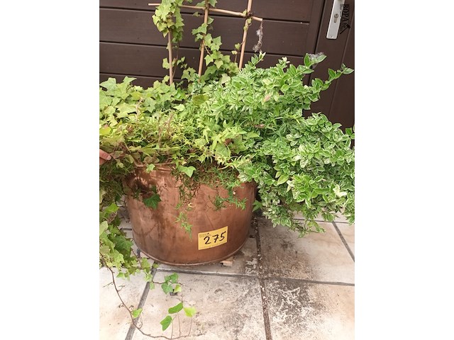 Lot 275 - koperen ketel met planten - afbeelding 1 van  4