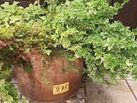 Lot 275 - koperen ketel met planten - afbeelding 1 van  4
