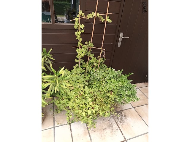 Lot 275 - koperen ketel met planten - afbeelding 2 van  4