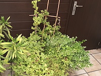 Lot 275 - koperen ketel met planten - afbeelding 2 van  4