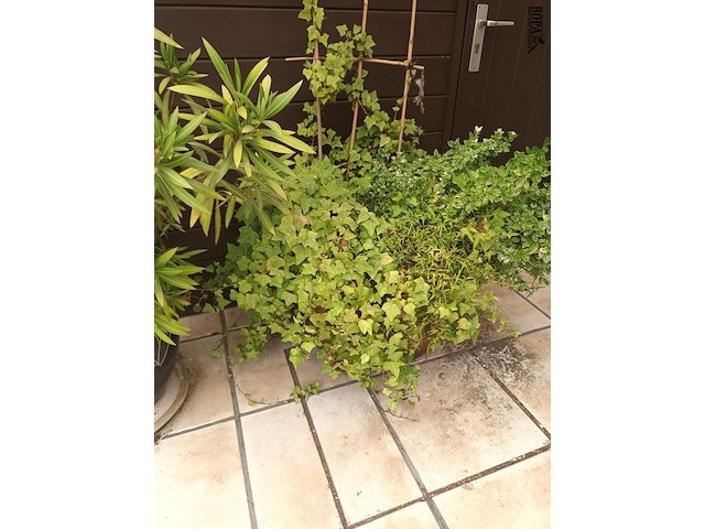Lot 275 - koperen ketel met planten - afbeelding 3 van  4