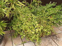 Lot 275 - koperen ketel met planten - afbeelding 3 van  4