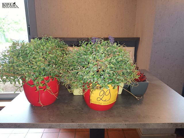 Lot 29 - kunstplantjes. 10 stuks - afbeelding 2 van  4