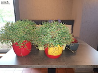 Lot 29 - kunstplantjes. 10 stuks - afbeelding 2 van  4