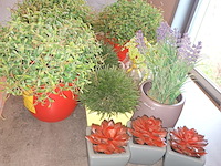Lot 29 - kunstplantjes. 10 stuks - afbeelding 3 van  4