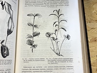 Lot 292 - dictionnaire de botanique - afbeelding 3 van  4