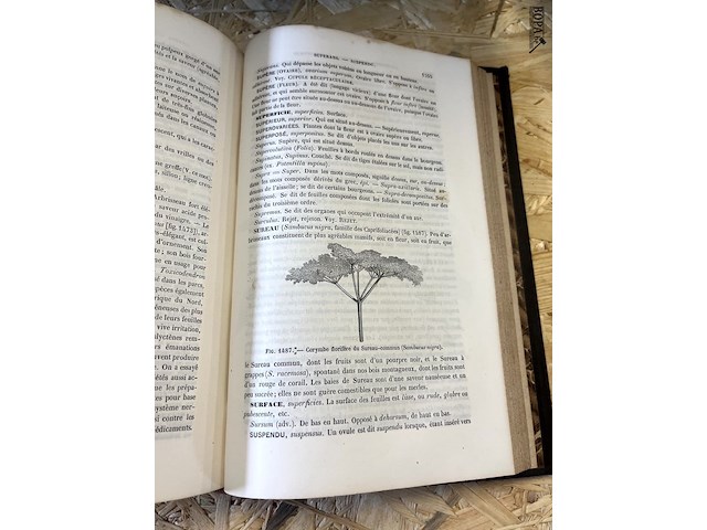 Lot 292 - dictionnaire de botanique - afbeelding 4 van  4