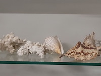 Lot 295 - lot koralen en sierzand, ong 14 stuks - afbeelding 1 van  3