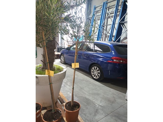 Lot 3 - olijfboom in pot - afbeelding 1 van  3