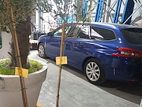 Lot 3 - olijfboom in pot